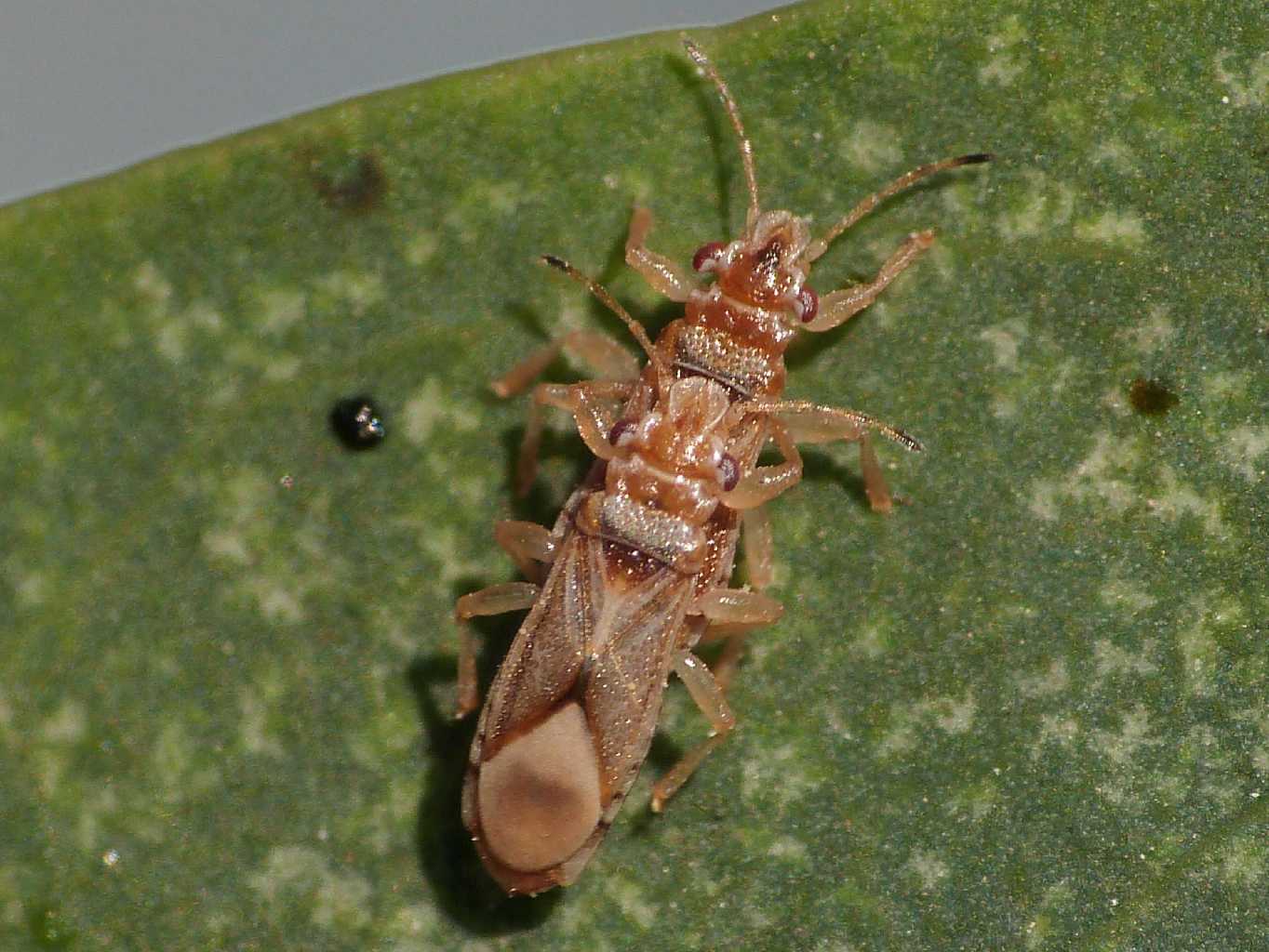Invasione di Thaumastocoris peregrinus  a Ostia (RM)